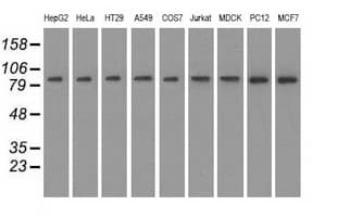 HID1 / C17orf28 Antibody (clone OTI2F4, Carrier-free)