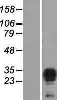TPD52L2 / HD54 Protein (Over-Expression Lysate Myc-DDK (Flag))