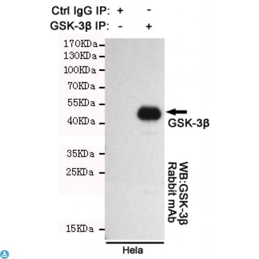 Monoclonal Mouse anti-Human GSK3B / GSK3 Beta Antibody (WB)