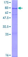 Human BTNL3 Protein (Recombinant GST)