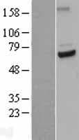 Human CDC23 Protein (Over-Expression Lysate Myc-DDK (Flag))