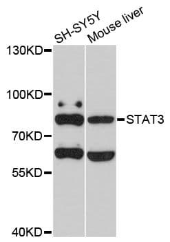 STAT3 Antibody