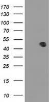 MMAA Antibody (clone OTI3A3)