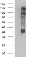 CD44 Antibody (clone OTI1G1)