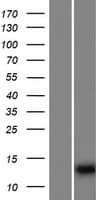 IQCF6 Protein (Over-Expression Lysate Myc-DDK (Flag))