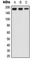 Polyclonal Rabbit anti-Human LTBP1 / LTBP-1 Antibody (N-Terminus, WB)