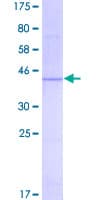 Human TSPO / PBR Protein (Recombinant GST)