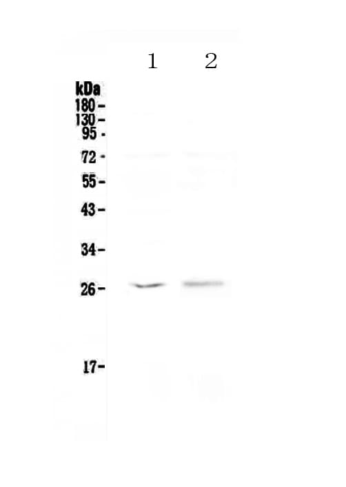 KLK6 / Kallikrein 6 Antibody