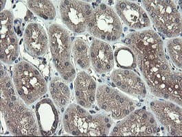 TSC22D1 / TSC22 Antibody (clone OTI4H8)