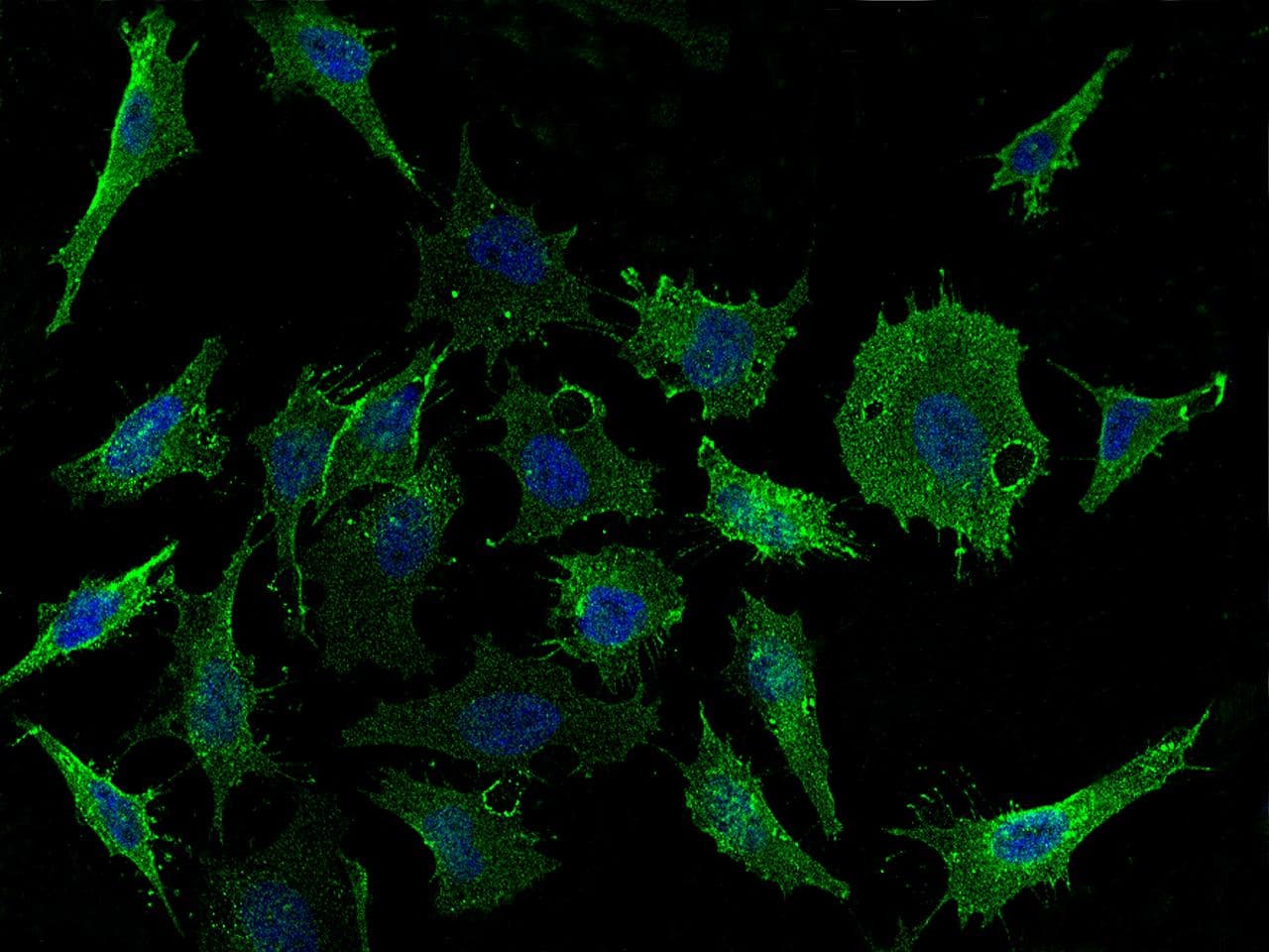 CD98 Antibody (Preservative Free)