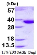 Human STX2 / Syntaxin 2 Protein (Recombinant His)