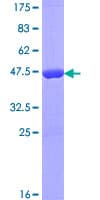 Human ASPRV1 / SASPase Protein (Recombinant GST)