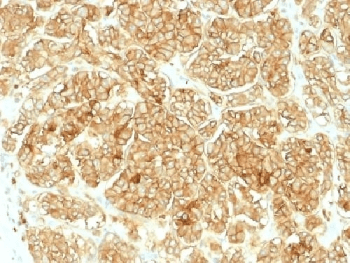 EPCAM Antibody (Azide-free, BSA-free)
