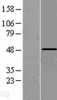PTPRR Protein (Over-Expression Lysate Myc-DDK (Flag))