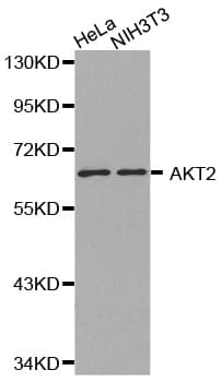 AKT2 Antibody
