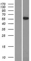 SLC29A4 Protein (Over-Expression Lysate Myc-DDK (Flag))