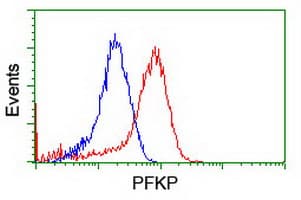 Monoclonal Mouse anti-Human PFKP Antibody (clone OTI3A12, IHC, IF, WB)