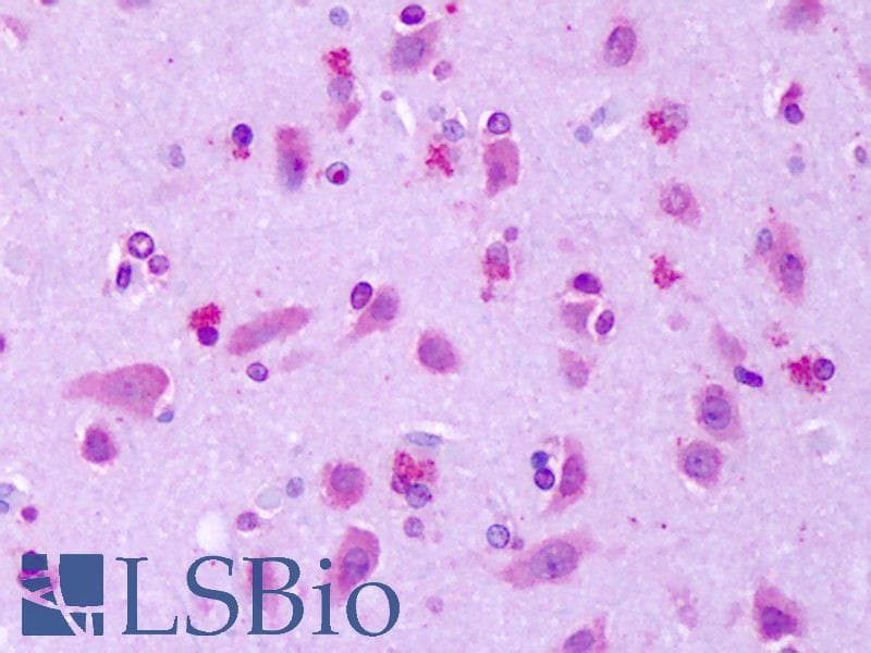 IHC-plus™ GPR75 Antibody (3rd Cytoplasmic Domain)