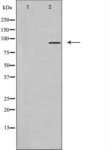 T1R3 / TAS1R3 Antibody