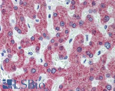 IHC-plus™ MGST1 Antibody (aa40-71)