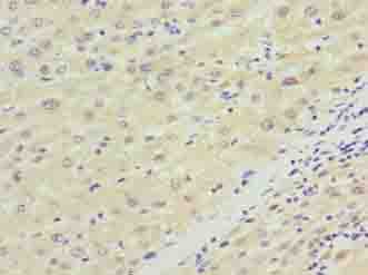 NKAIN4 / C20orf58 Antibody