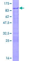 Human PHF23 Protein (Recombinant GST)