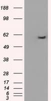 PPP5C Antibody (clone OTI3G1)