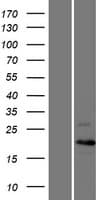 CCNC / Cyclin C Protein (Over-Expression Lysate Myc-DDK (Flag))