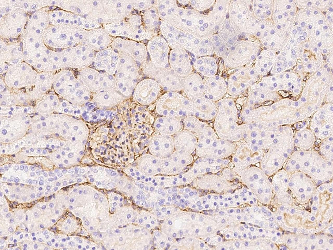 ICAM-1 / CD54 Antibody (Preservative Free)