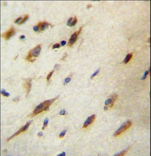 Polyclonal Rabbit anti-Human CCDC134 Antibody (aa197-225, IHC, WB)