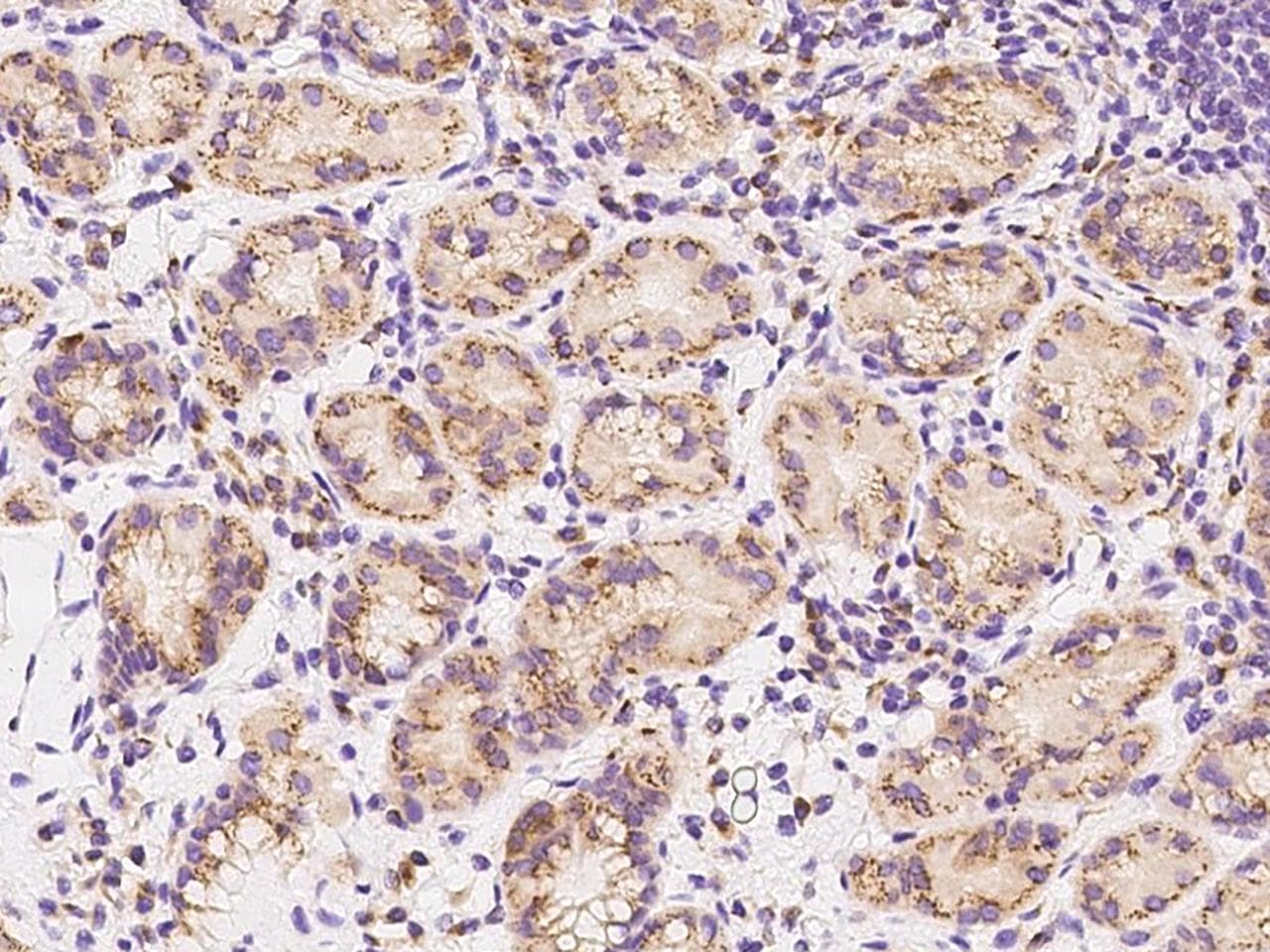 GNPTG Antibody
