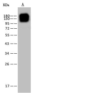 Monoclonal Mouse anti-Human ANPEP / CD13 Antibody (clone 11, Preservative Free, IHC, WB)