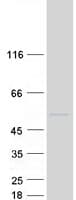 Human BRF2 Protein (Recombinant Myc-DDK (Flag))
