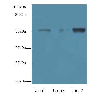 ZNF610 Antibody