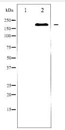 BRCA1 Antibody