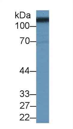 SLC3A2 / CD98 Heavy Chain Antibody (aa213-349)