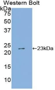 SHISA4 Antibody (aa28-197, Biotin)