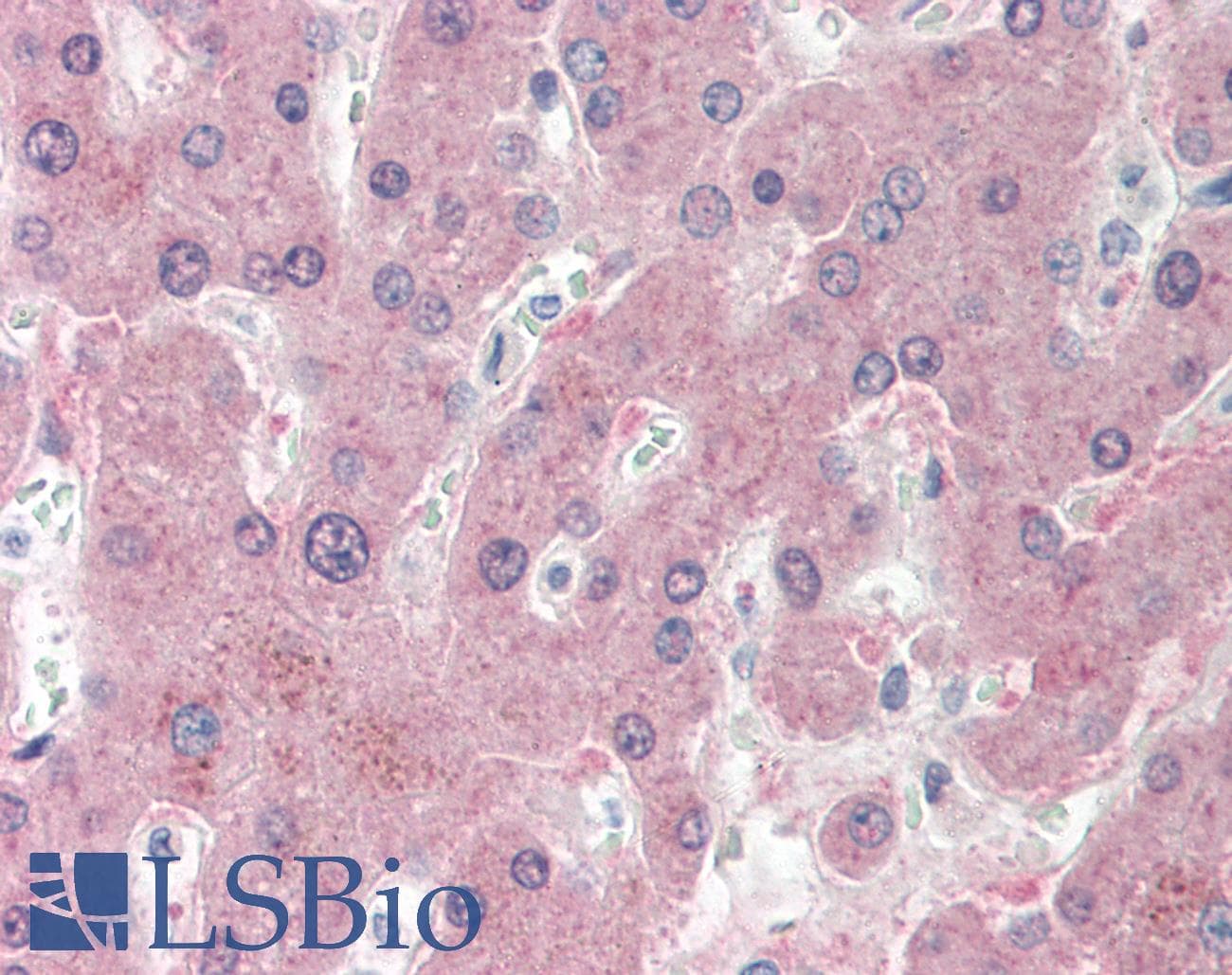 NNMT Antibody (N-Terminus)