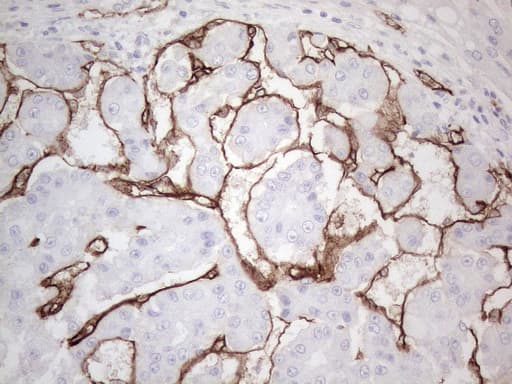 CD34 Antibody (aa312-385, clone OTI11A5)