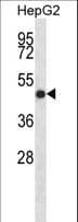 IHH Antibody (aa51-80)