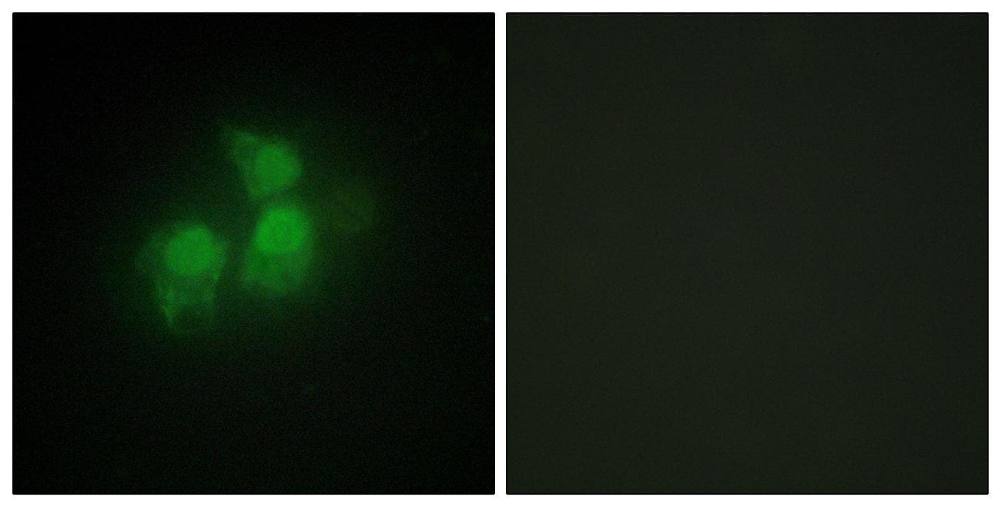 IPPK Antibody