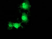 POLR2J2 Antibody (clone OTI3G4, Carrier-free)