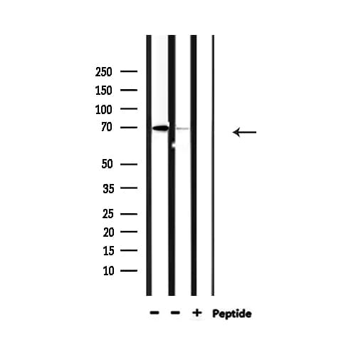 Polyclonal Rabbit anti-Human NXF1 / TAP Antibody (IF, WB)