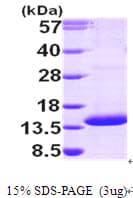Human PSMG3 Protein (Recombinant His)