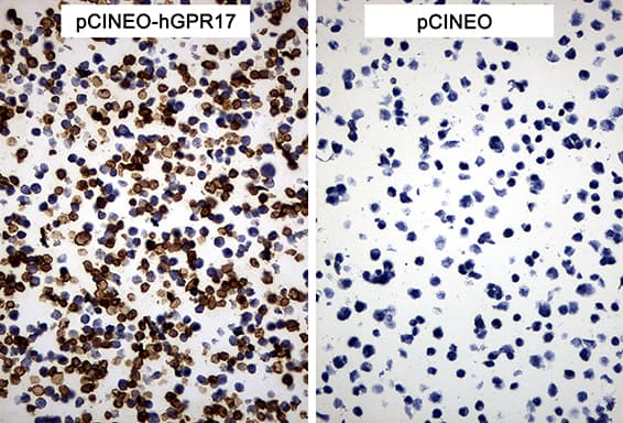 GPR17 Antibody (C-Terminus, clone OTI6A3)