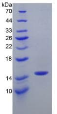 Mouse BMP2 Protein (Recombinant His)