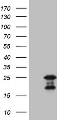 GLOD2 / MCEE Antibody (clone OTI4A6)
