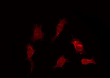 GZMB / Granzyme B Antibody