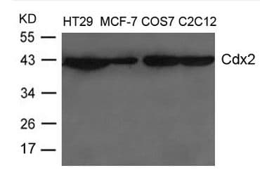 Polyclonal Rabbit anti-Human CDX2 Antibody (WB)