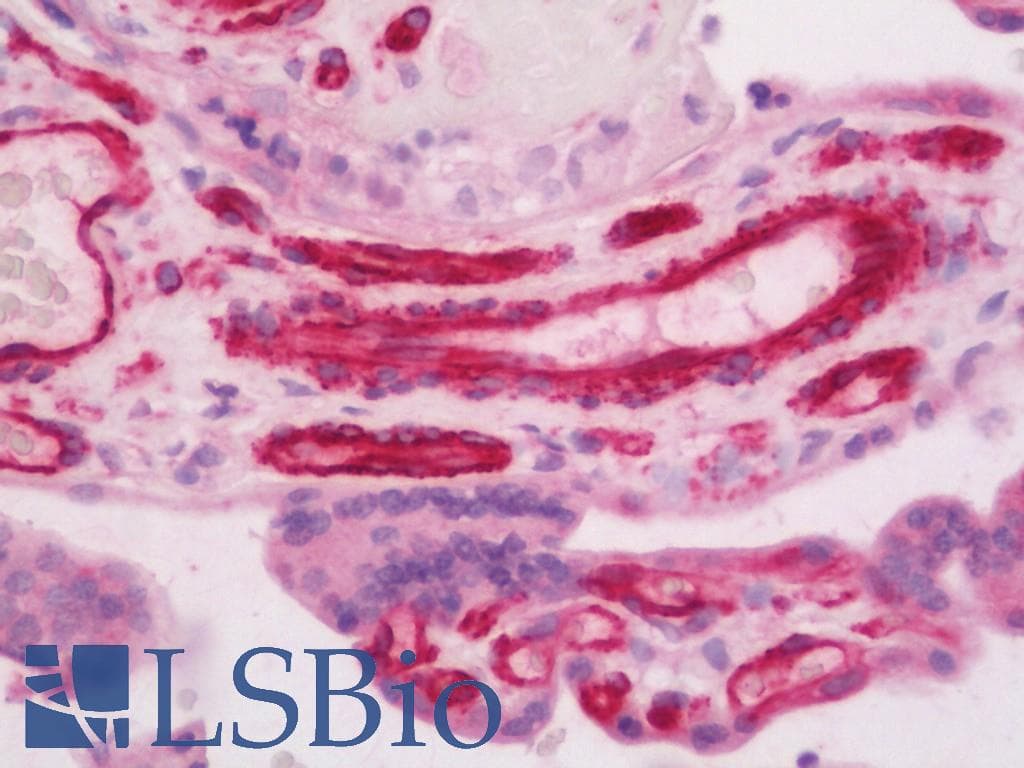 IHC-plus™ CAV2 / Caveolin 2 Antibody